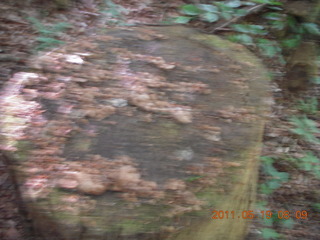 Neunkirchen run - blurry stump
