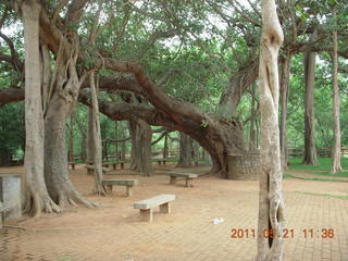73 7km. India - Auroville - banyon tree