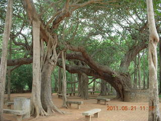 74 7km. India - Auroville - banyon tree