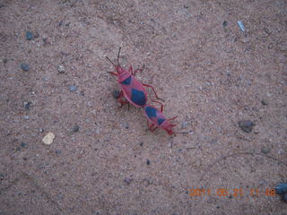 India - Auroville - strange bug (actually two insects)
