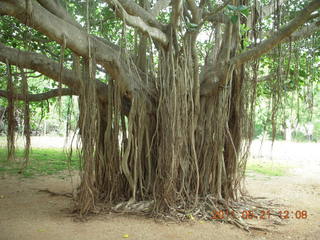 95 7km. India - Auroville - many-trunk Banyon tree