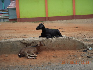 105 7km. India - drive back to Puducherry (Pondicherry) - goats