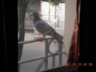 48 7kn. India - Puducherry (Pondicherry) hotel view of a pigeon