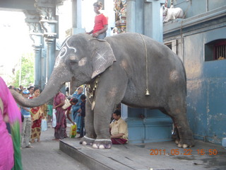 136 7kn. India - afternoon group in Puducherry (Pondicherry)  - elephant