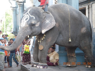 137 7kn. India - afternoon group in Puducherry (Pondicherry)  - elephant