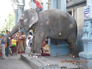 138 7kn. India - afternoon group in Puducherry (Pondicherry)  - elephant