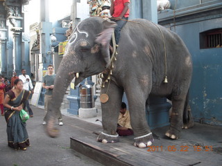 139 7kn. India - afternoon group in Puducherry (Pondicherry)  - elephant