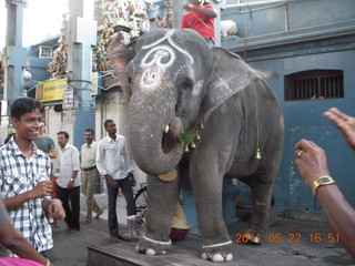 140 7kn. India - afternoon group in Puducherry (Pondicherry)  - elephant