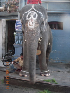 143 7kn. India - afternoon group in Puducherry (Pondicherry)  - elephant