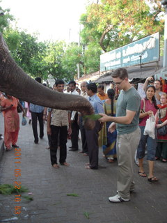 India - afternoon group in Puducherry (Pondicherry)  - Vargo feeding elephant