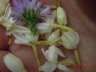 India - Puducherry (Pondicherry) - Randeep's wedding - flowers