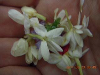 36 7kp. India - Puducherry (Pondicherry) - Randeep's wedding - flowers