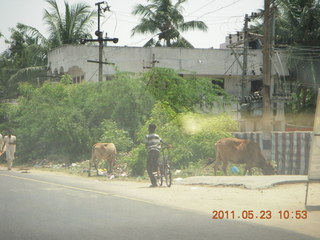 India - Puducherry (Pondicherry)  - coconut