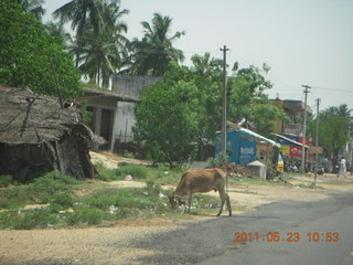 74 7kp. India - Puducherry (Pondicherry) to Mamallapuram - cow