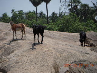 127 7kp. India - Mamallapuram - goats