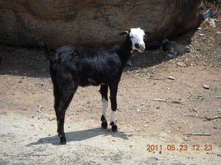 136 7kp. India - Mamallapuram - goat