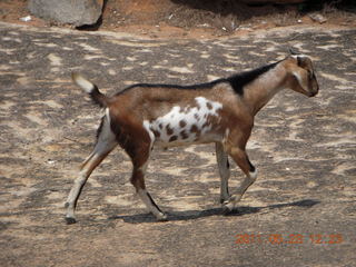 138 7kp. India - Mamallapuram - goat