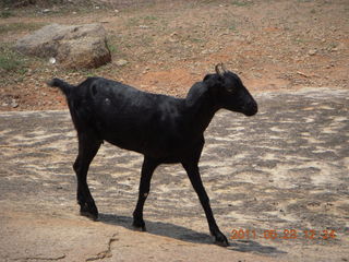 139 7kp. India - Mamallapuram - goat