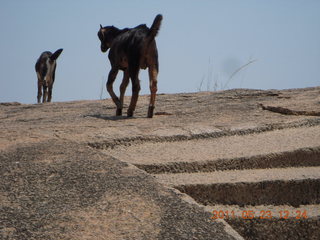 140 7kp. India - Mamallapuram - goats