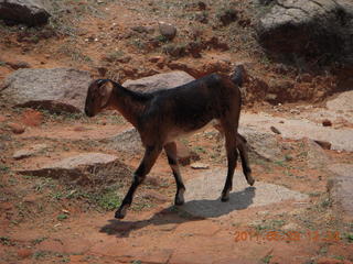 141 7kp. India - Mamallapuram - goat