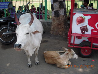 179 7kp. India - Mamallapuram - cows