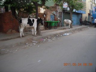 India - Bengaluru (Bangalore) - cow