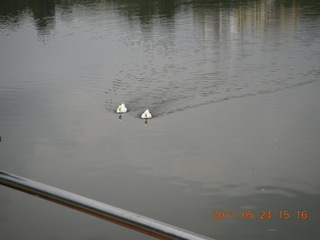 125 7kq. India - Bengaluru (Bangalore) - lake park - ducks