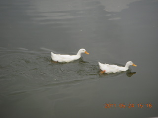 126 7kq. India - Bengaluru (Bangalore) - lake park - ducks