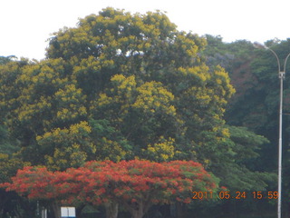 India - Bengaluru (Bangalore) - castle trees