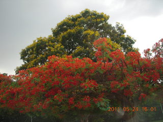 156 7kq. India - Bengaluru (Bangalore) - castle trees