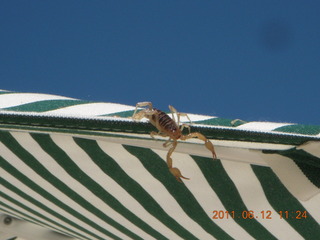 Rimrock (48AZ) - Thunder Ridge club house - scorpion on umbrella