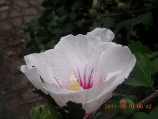 Betsy's yard in Elkins Park - flower closeup