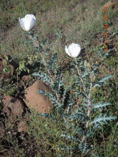 Beaverhead run - flowers