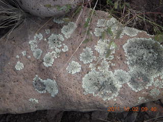 Me-Own run - lichens on rock