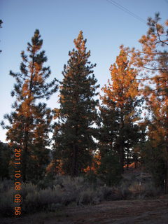 Big Bear (L35) run - sunrise on the pine trees