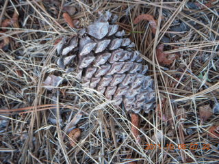 Big Bear (L35) run - pine cone