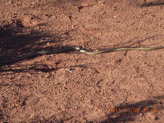 116 7q9. Dead Horse Point hike - snake
