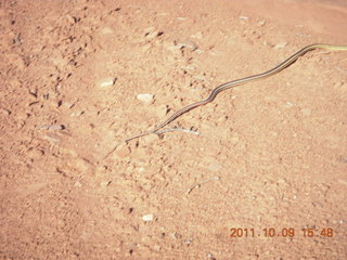 119 7q9. Dead Horse Point hike - snake