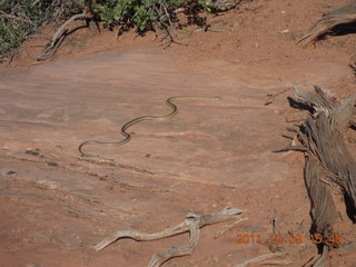 120 7q9. Dead Horse Point hike - snake