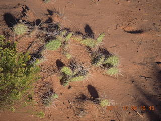 158 7q9. Dead Horse Point hike - cactus