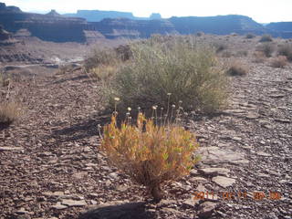 68 7qb. Canyonlands National Park - Lathrop trail hike - plants