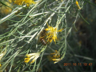 Canyonlands National Park - Lathrop trail hike - bee pollinating flower