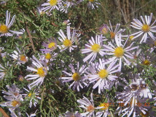 108 7qb. Canyonlands National Park - Lathrop trail hike - flowers