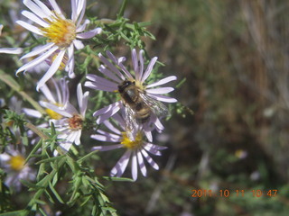 110 7qb. Canyonlands National Park - Lathrop trail hike - bee pollinating flowers