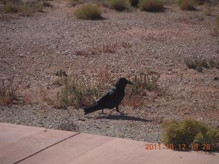 165 7qc. Canyonlands National Park - Green River overlook - raven