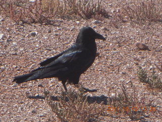 166 7qc. Canyonlands National Park - Green River overlook - raven