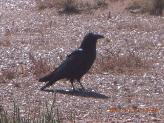167 7qc. Canyonlands National Park - Green River overlook - raven