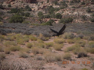 168 7qc. Canyonlands National Park - Green River overlook - raven in flight