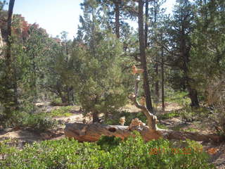 cairn farm at Bryce Canyon National Park