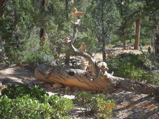 cairn farm at Bryce Canyon National Park